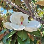 Magnolia grandiflora ᱵᱟᱦᱟ