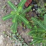 Phyllanthus amarus Leaf