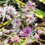 Mimosa bifurca Flor
