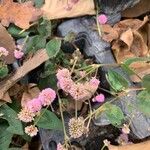 Persicaria capitataFlower