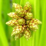 Bolboschoenus maritimus Bloem