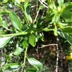 Jasminum fruticans List