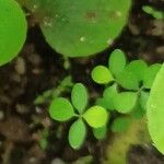 Phyllanthus tenellus 整株植物
