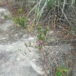 Cuphea glutinosa Habit