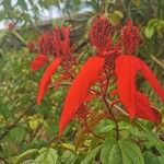 Mussaenda erythrophylla Flor