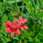 Freesia laxa Flower