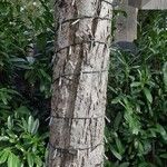 Pinus nigra Koor