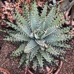 Aloe melanacantha पत्ता