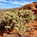 Cylindropuntia fulgida Folha