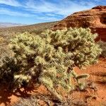 Cylindropuntia fulgida Fuelha