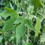 Girardinia diversifolia Leaf