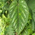 Cissus discolor पत्ता