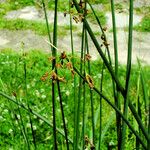 Schoenoplectus lacustris Fleur