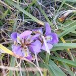 Iris unguicularis Flower