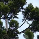 Araucaria cunninghamii Folha