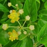 Pentarrhinum insipidum Blüte