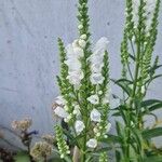 Physostegia virginiana 花