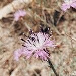 Centaurea asperaFlor