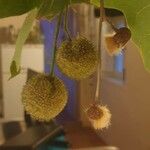 Platanus x hispanica 果実