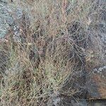 Rumex induratus পাতা