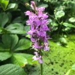 Dactylorhiza elata花