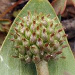 Ranunculus glaberrimus Fruit