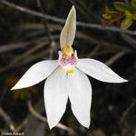 Caladenia catenata 花