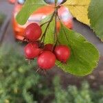 Crataegus persimilis Фрукт