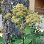 Spiraea betulifolia 花