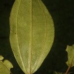 Blakea multiflora Leaf