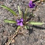 Viola sagittata Kukka
