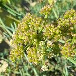 Crithmum maritimum 花