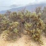 Traganum moquinii Hábito