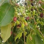 Syzygium cumini फल