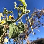 Cucumis dipsaceus Feuille