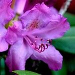 Rhododendron ferrugineum Λουλούδι