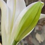 Lilium longiflorum Flor