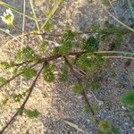 Tripleurospermum maritimum Blatt