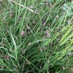 Isolepis cernua Συνήθη χαρακτηριστικά