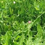 Centaurea nigrescens Foglia