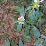 Prunella vulgaris 花