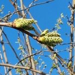 Morus indica Feuille