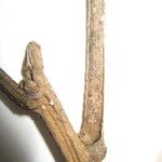 Protium opacum Otro