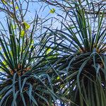 Yucca flaccida Leaf