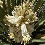 Yucca schidigera Floare