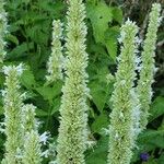 Agastache rugosa Fula