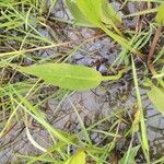 Alisma plantago-aquaticaഇല