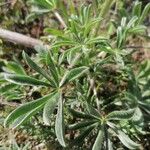 Lupinus luteus Foglia