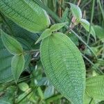 Miconia dependens Feuille