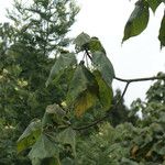 Dombeya pilosa Leaf